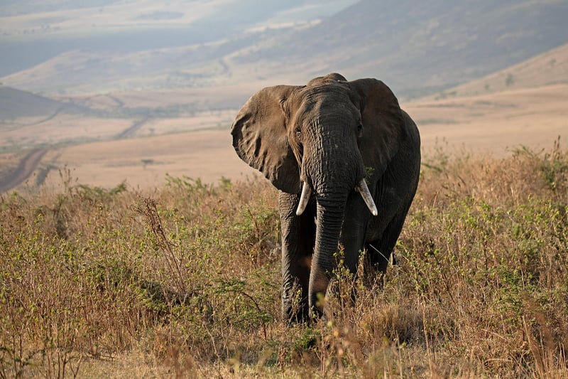 Conservation